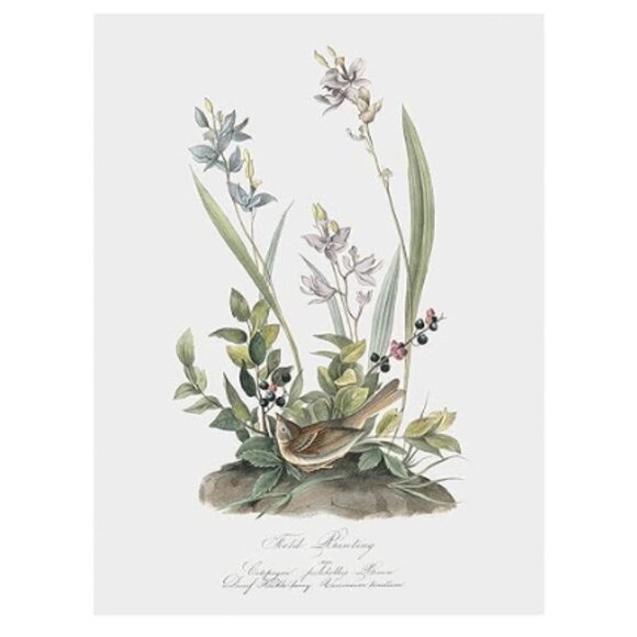 Field Bunting Print of Vintage Lithograph by JJ Audubon Matted & Framed - Picture 3 of 16